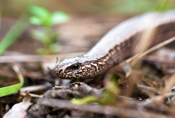 Slow Worm or Blind Worm, Anguis fragilis