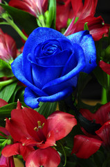 Fototapeta na wymiar Blue rose macro