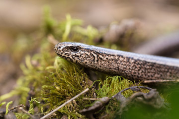 Slow Worm or Blind Worm, Anguis fragilis
