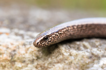 Slow Worm or Blind Worm, Anguis fragilis