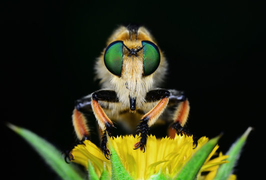 roberfly