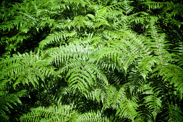 Black Forest in Germany