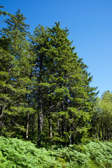 Black Forest in Germany