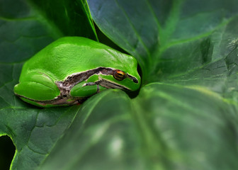 Treefrog
