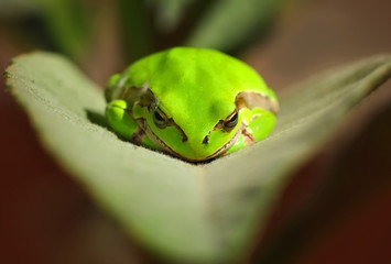 Treefrog