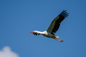 Weißstorch im Flug - Ciconia ciconia