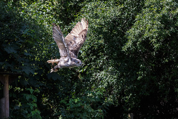 Sibirischer Uhu - Bubo bubo sibiricus