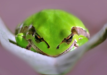 Treefrog