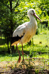 Weißstorch - Ciconia ciconia