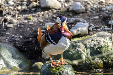 Mandarinente - Aix galericulata