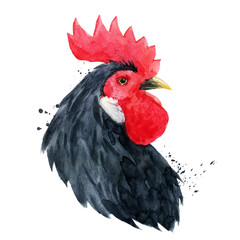 Watercolor cock rooster © Zenina-Lembrik