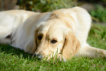 dog golden retriever lying on meadow and looking