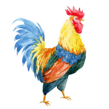 Watercolor Cock Rooster