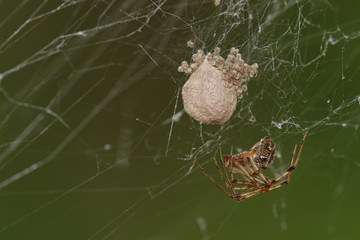 Spider on cobweb with eggs and baby spiders coming out against a blurred green background