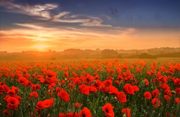  Red poppy field © Kotangens