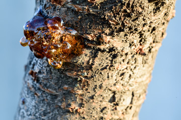 Tree Sap from a Cherry Trunk in Sunshine