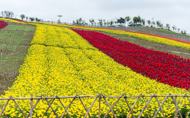Colorful flower field with fence in East Overseas Chinese Town (OCT East), Shenzhen, China

