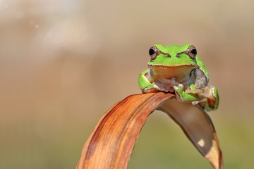 Treefrog