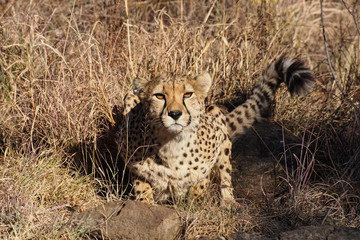 Namibia - Gepard beim Game Drive © rudiernst
