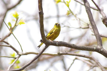 カワラヒワ　Carduelis sinica, green finch