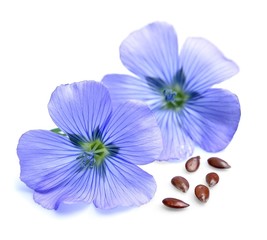 Fototapeta na wymiar Flax blue flowers and flax seed close up on white.