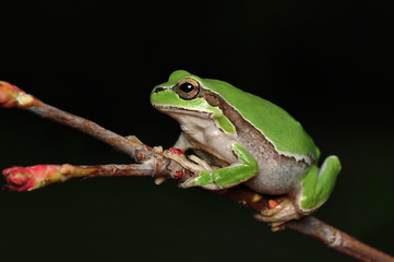 Treefrog