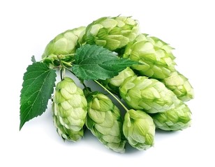 Blossoming hop