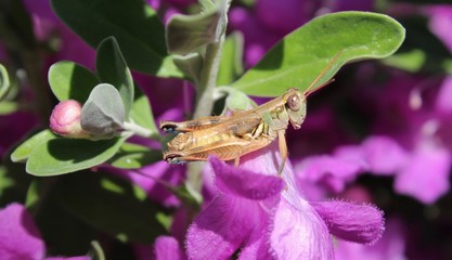 Tiny Little Grasshopper Posing on a Purple Flower 