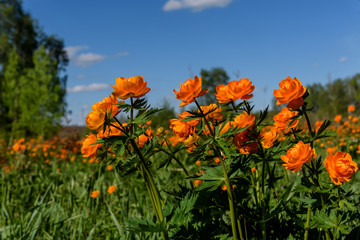 orange flowers meadow Trollius asiaticus