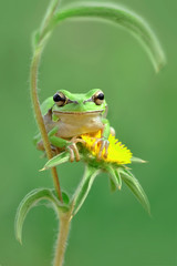 Treefrog