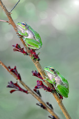 Treefrog