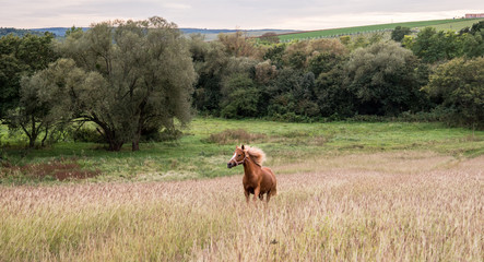 Beautiful horse run alone in the nature