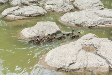 A group of little ducks swimming in a pond


