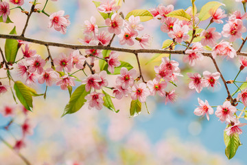 sakura flower or cherry blossom under bluesky