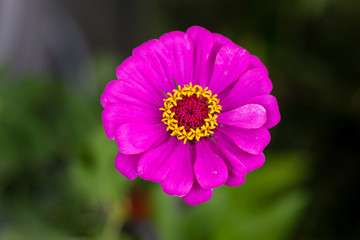 Obraz premium Pink Flower