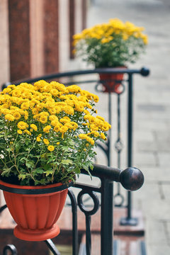 Yellow Chrysanthemums Flowers In Hanging Pots On The Street