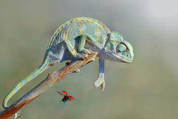 Fototapeta premium Chameleon