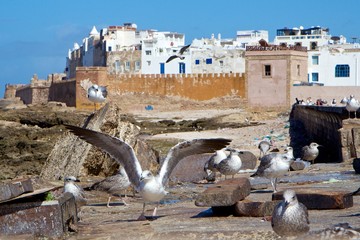 Fototapeta na wymiar Чайки на берегу океана у древней крепости Эссуэйра, Марокко