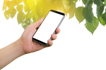 Human hand hold on smartphone with blank screen on green leaf and golden light background effect.