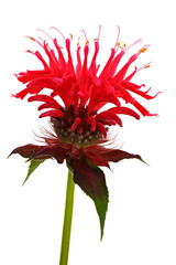 Bright flower Monarda, photographed close-up. Isolated on white