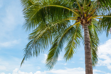 Fototapeta premium Coconut palm tree on Beautiful Tropical beach
