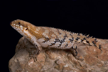 Pygmy spiny-tailed skink, Egernia depressa, Australia