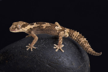 Rough thick-toed gecko, pachydactylus rugosus, South Africa