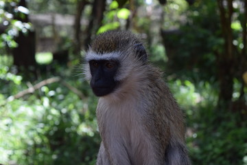 monkey close up