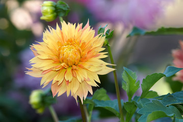 Yellow dahlia