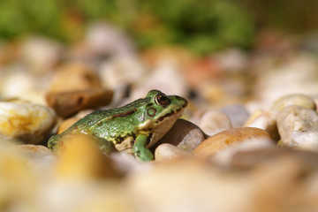 little green frog