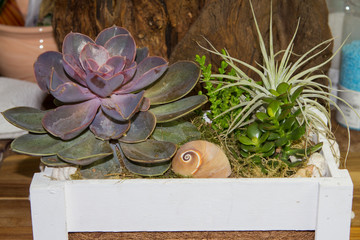 Fat plants in a wooden box.