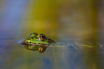 Grass frog reflection