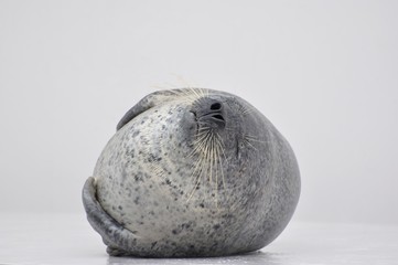 赤ちゃんアザラシの昼寝 © oliver0723