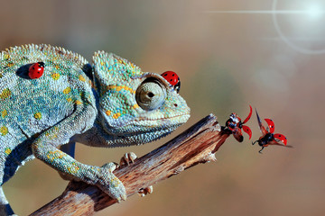 Chameleon © blackdiamond67